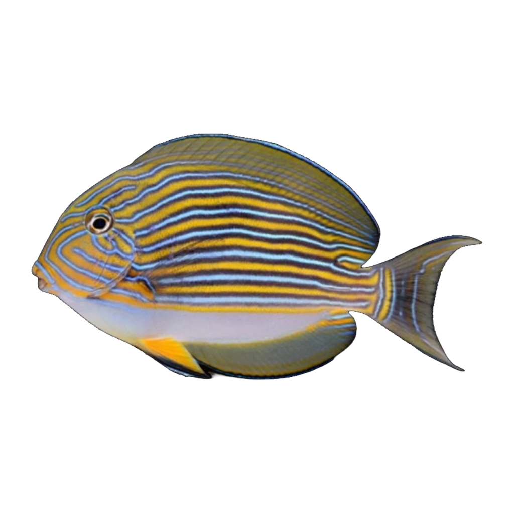 Clown Tang | Acanthurus lineatus