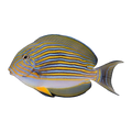 Clown Tang | Acanthurus lineatus