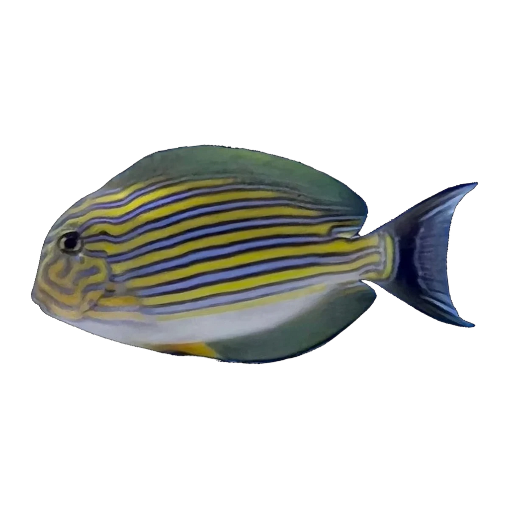 Clown Tang | Acanthurus lineatus