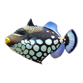Clown Triggerfish | Balistoides conspicillum