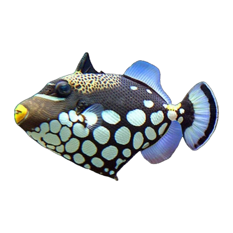 Clown Triggerfish | Balistoides conspicillum