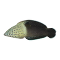Clown Wrasse | Coris aygula