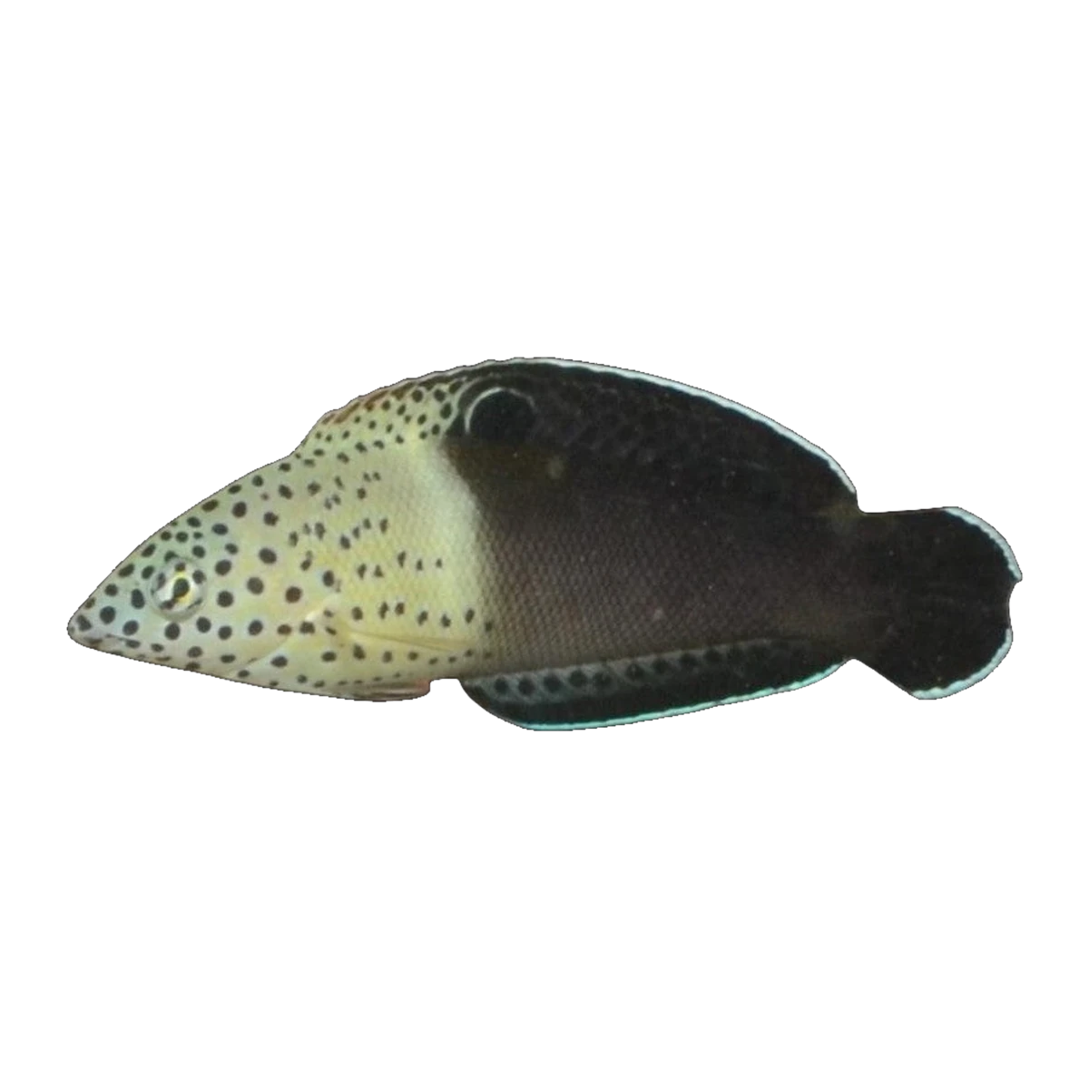 Clown Wrasse | Coris aygula