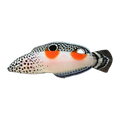 Clown Wrasse Juv | Coris aygula