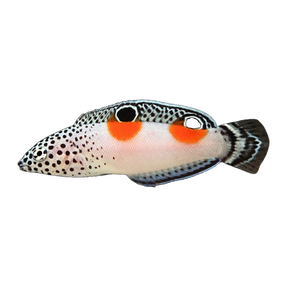 Clown Wrasse Juv | Coris aygula