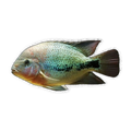 Coatza Cichlid (Vieja sp. 'Coatzacoalcos')