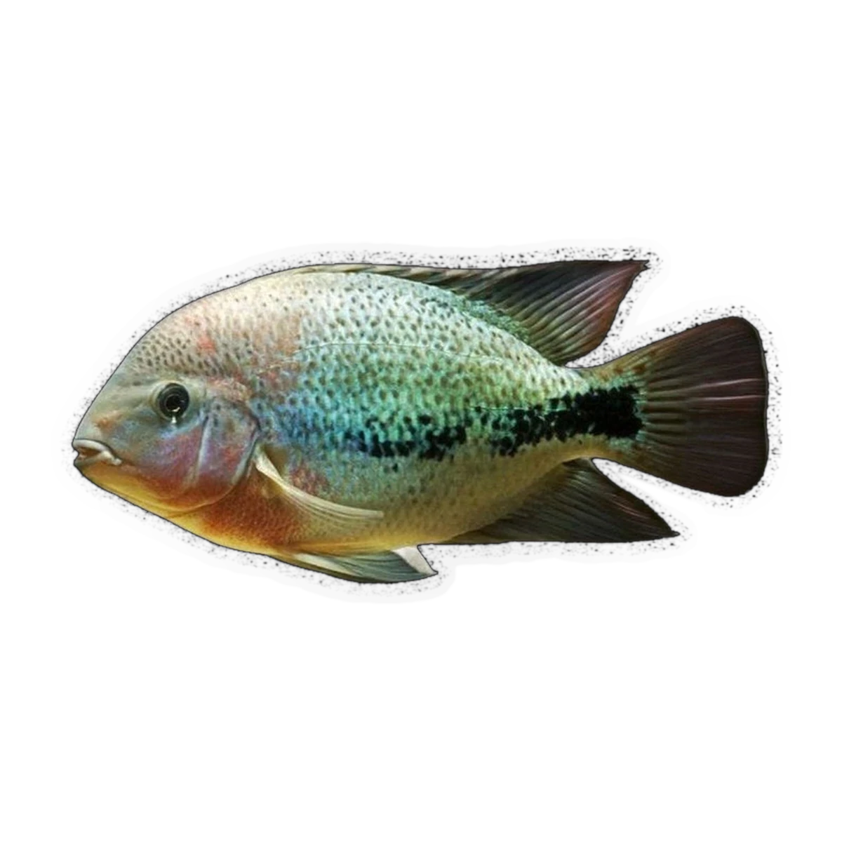 Coatza Cichlid (Vieja sp. 'Coatzacoalcos')