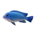 Cobalt Zebra Cichlid (Maylandia callainos), side profile facing right