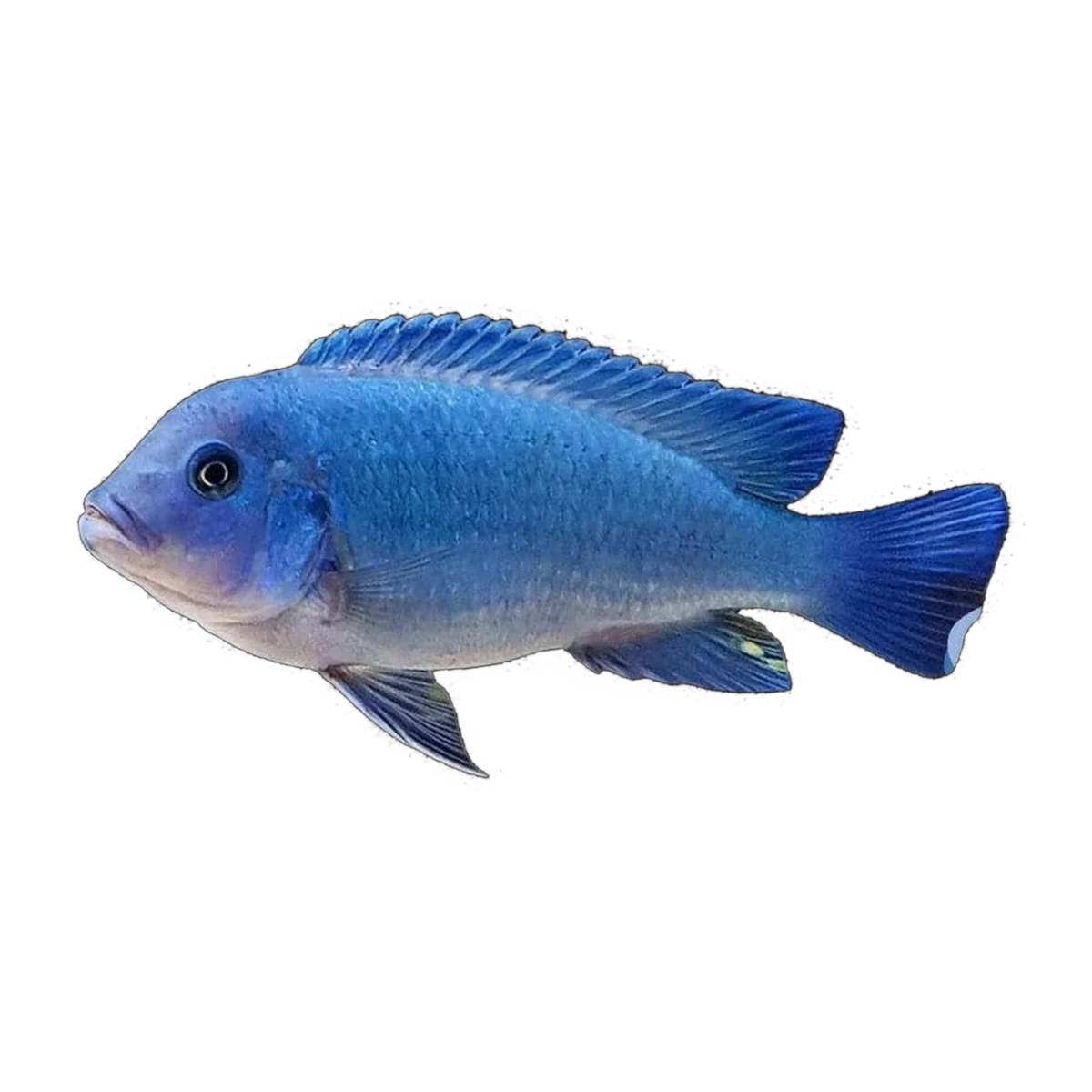 Cobalt Zebra Cichlid (Maylandia callainos), side profile facing right
