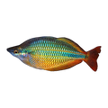 Coen River Rainbowfish