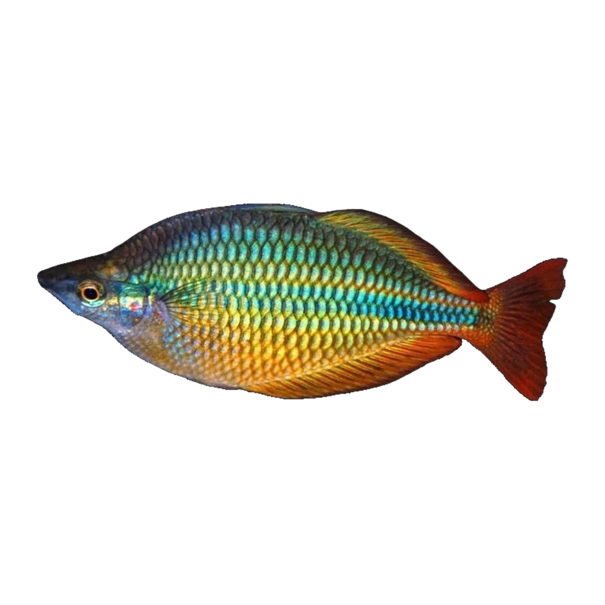 Coen River Rainbowfish