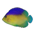 Colin's Angelfish | Centropyge colini