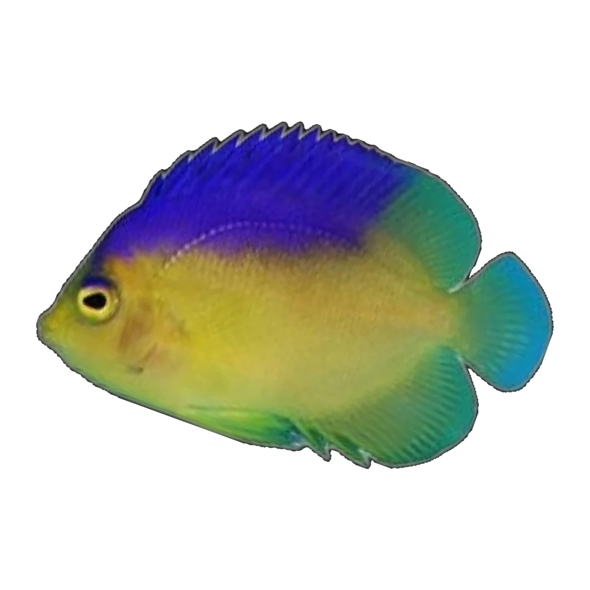 Colin's Angelfish | Centropyge colini