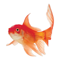Comet Goldfish | Carassius auratus