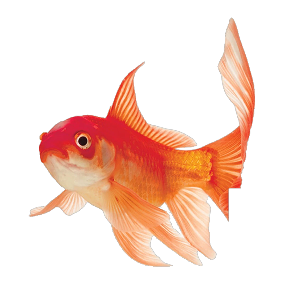 Comet Goldfish | Carassius auratus