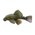 Common Bristlenose Female | Ancistrus sp. 'Common'