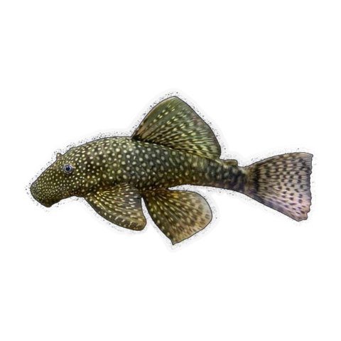 Common Bristlenose Female | Ancistrus sp. 'Common'