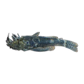 Common Bristlenose Male | Ancistrus sp. 'Common'