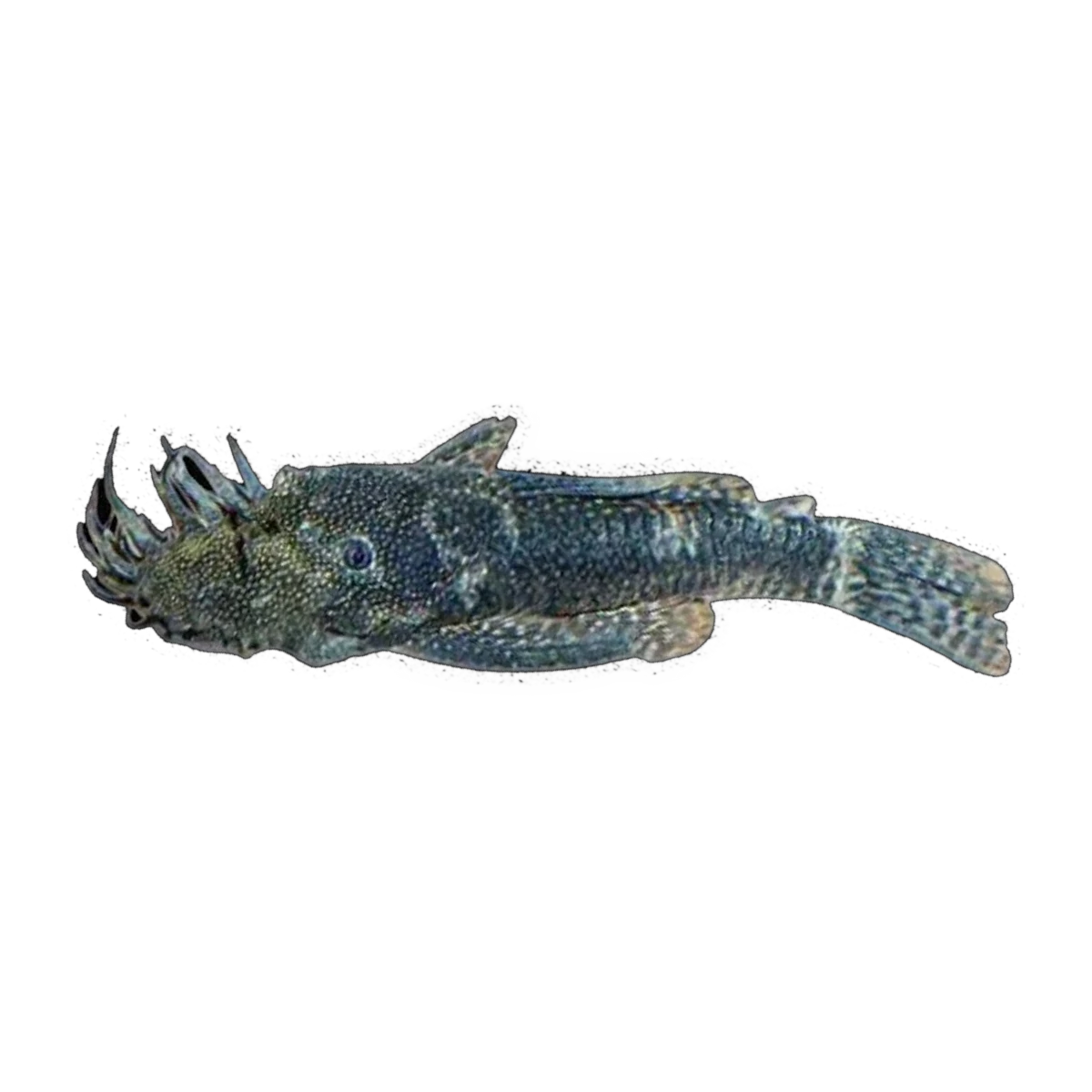 Common Bristlenose Male | Ancistrus sp. 'Common'
