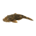 Common Bristlenose Males And Females | Ancistrus sp. 'Common'