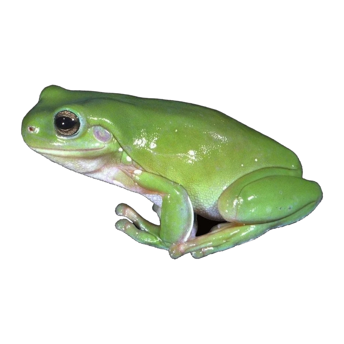 Common Green Tree Frog | Pelodryas caerulea