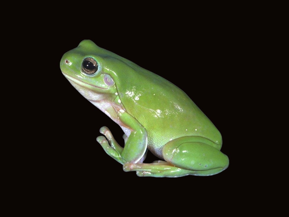 Common Green Tree Frog | Pelodryas caerulea