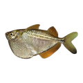 Common Hatchetfish