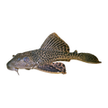Common Pleco | Hypostomus plecostomus