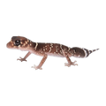 Common Thick-tailed Gecko | Underwoodisaurus milii