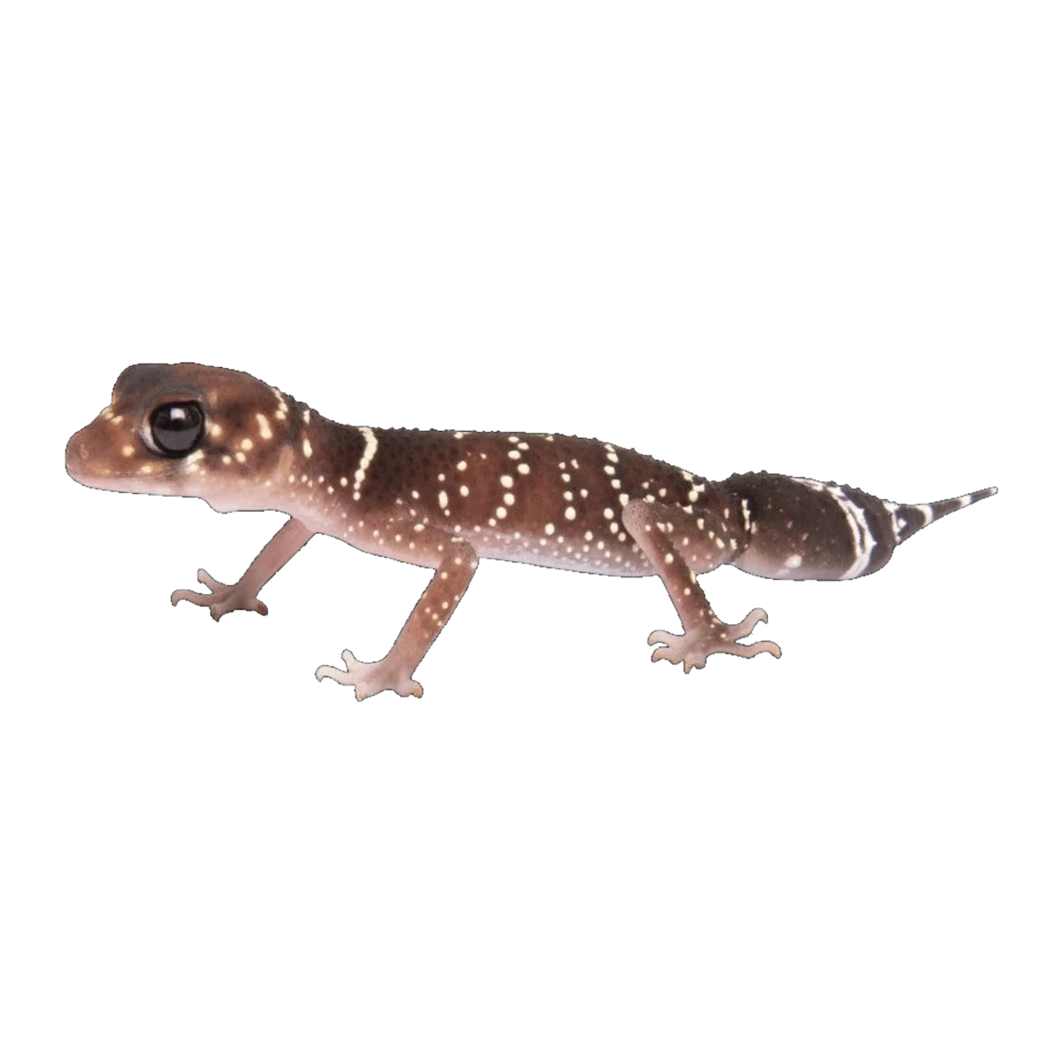 Common Thick-tailed Gecko | Underwoodisaurus milii