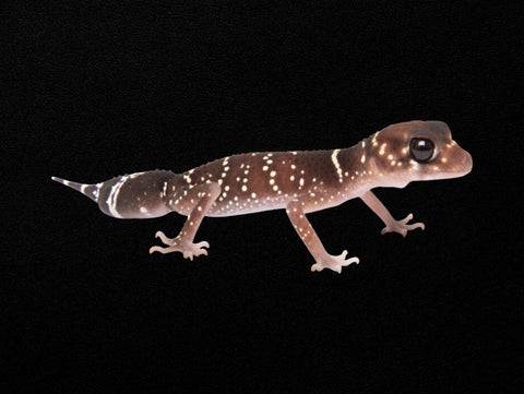Common Thick-tailed Gecko | Underwoodisaurus milii
