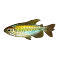 Congo Tetra Female