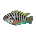 Convict Cichlid | Amatitlania nigrofasciata