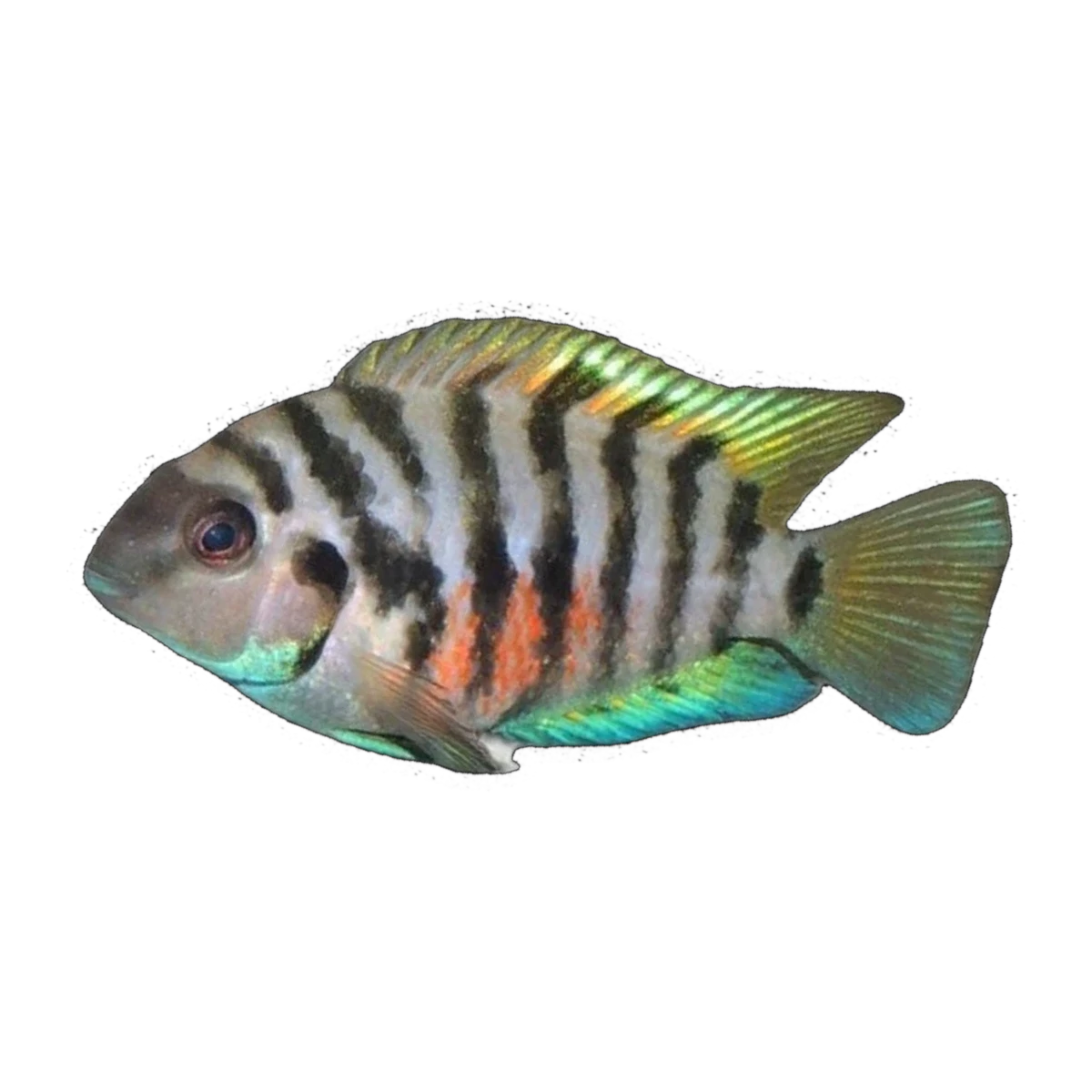 Convict Cichlid | Amatitlania nigrofasciata