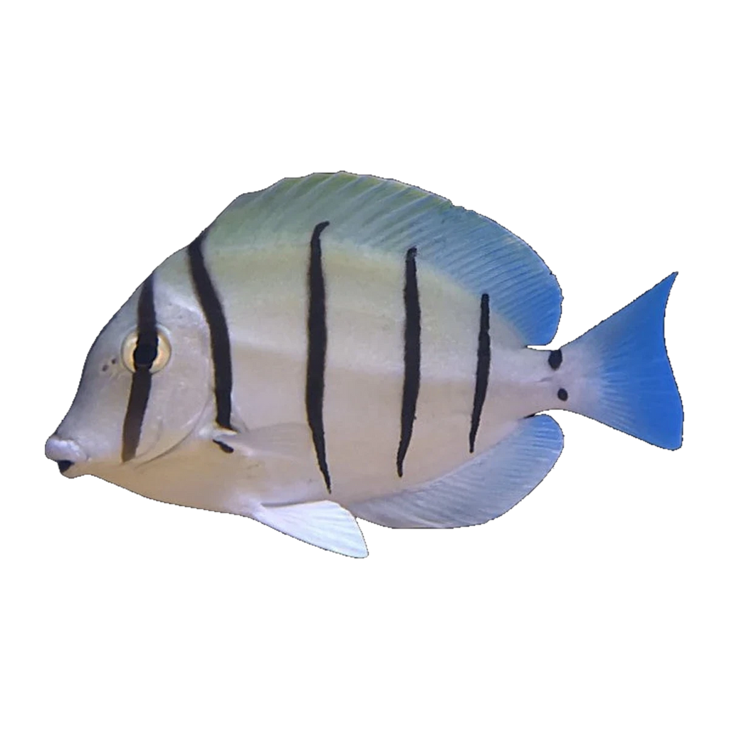 Convict Tang | Acanthurus triostegus