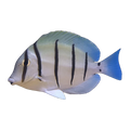 Convict Tang | Acanthurus triostegus
