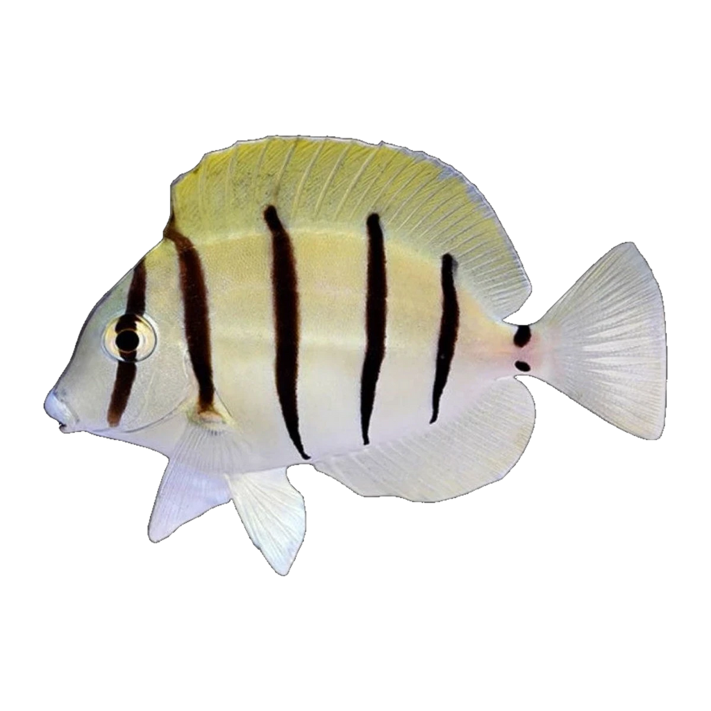 Convict Tang | Acanthurus triostegus