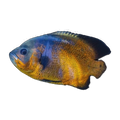 Copper Oscar (Astronotus ocellatus), side profile facing right