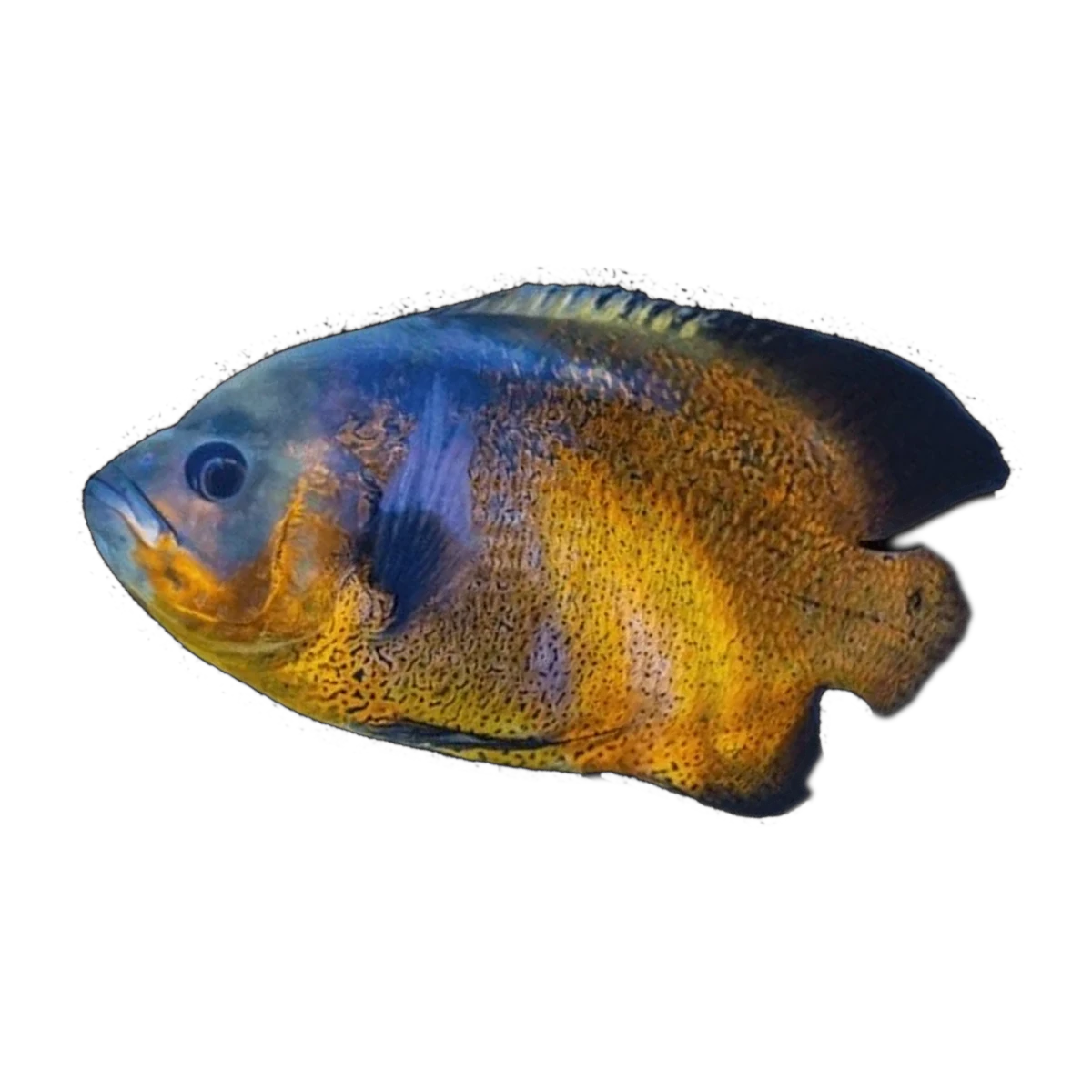 Copper Oscar (Astronotus ocellatus), side profile facing right