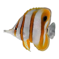 Copperband Butterflyfish | Chelmon rostratus