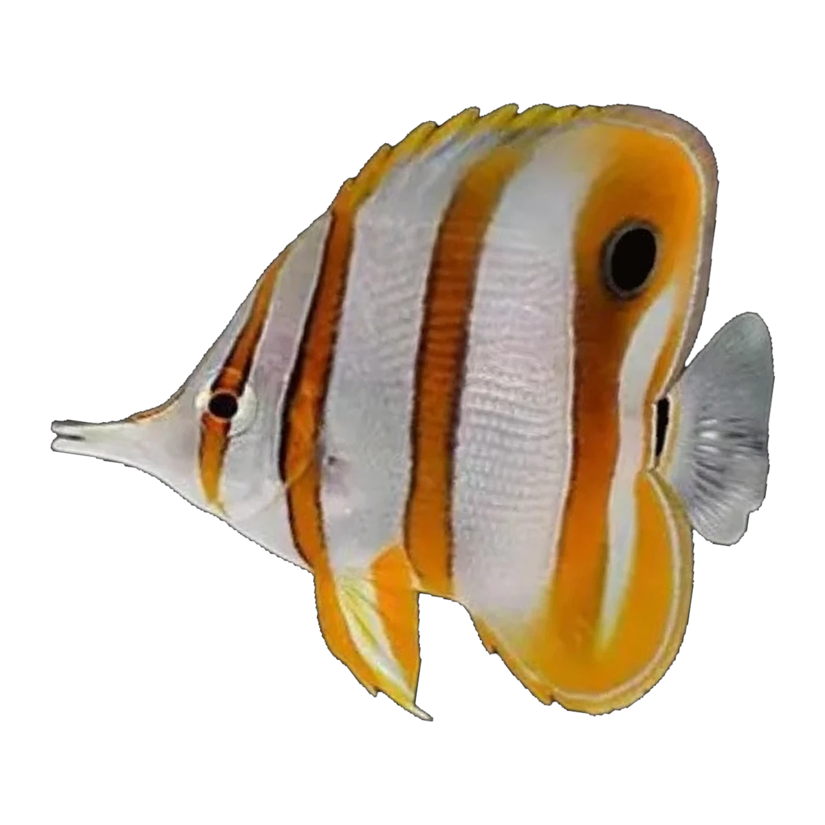 Copperband Butterflyfish | Chelmon rostratus