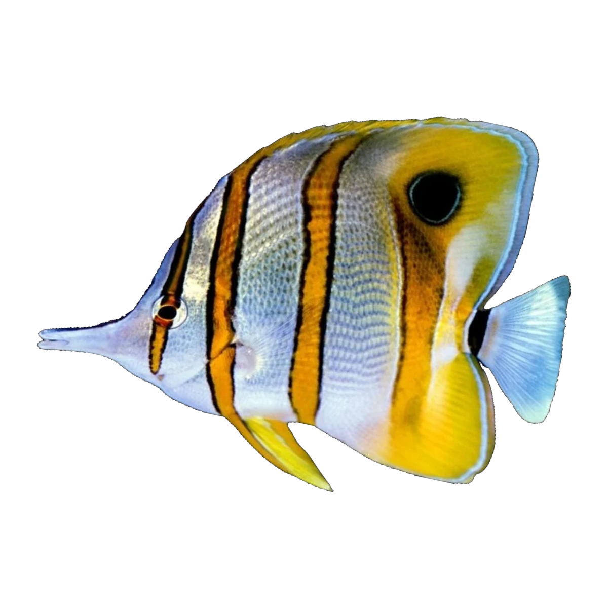 Copperband Butterflyfish | Chelmon rostratus