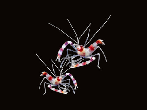 Coral Banded Shrimp Pair | Stenopus hispidus