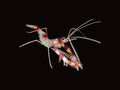 Coral Banded Shrimp | Stenopus hispidus