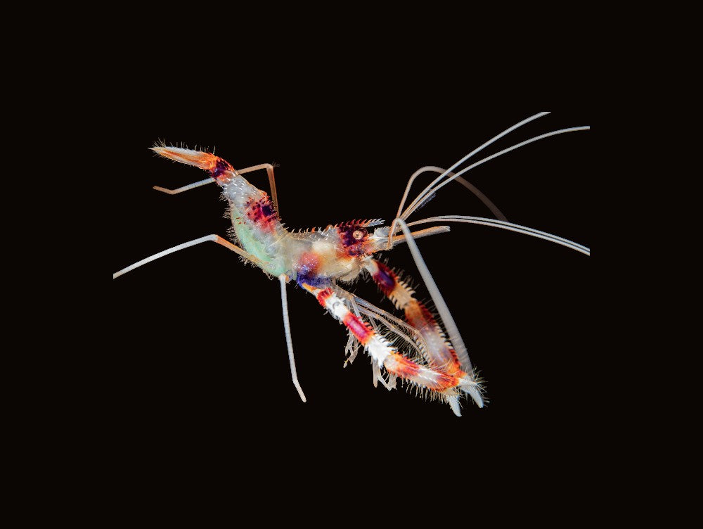 Coral Banded Shrimp | Stenopus hispidus