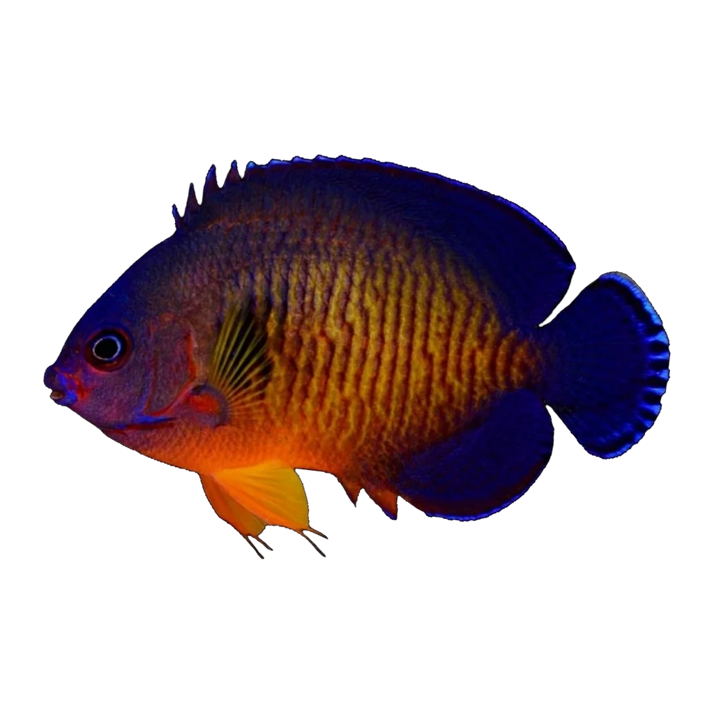 Coral Beauty Angelfish | Centropyge bispinosa