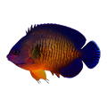 Coral Beauty Angelfish | Centropyge bispinosa