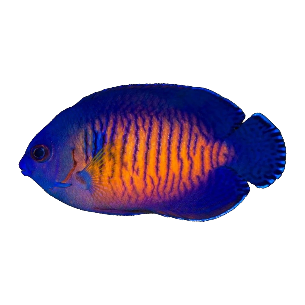 Coral Beauty Angelfish | Centropyge bispinosa