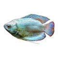 Coral Blue Dwarf Gourami