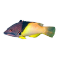 Coral Hogfish | Bodianus mesothorax